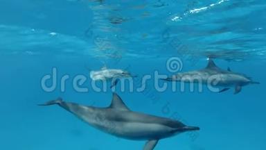 慢动作，一群小海豚在水下嬉戏.. 慢动作，水下射击